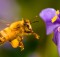 zyania-abejas